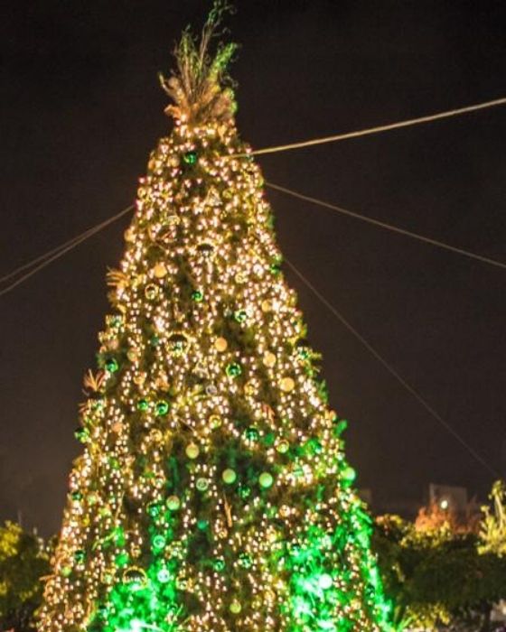 Kingston comes alive with virtual tree lighting tomorrow